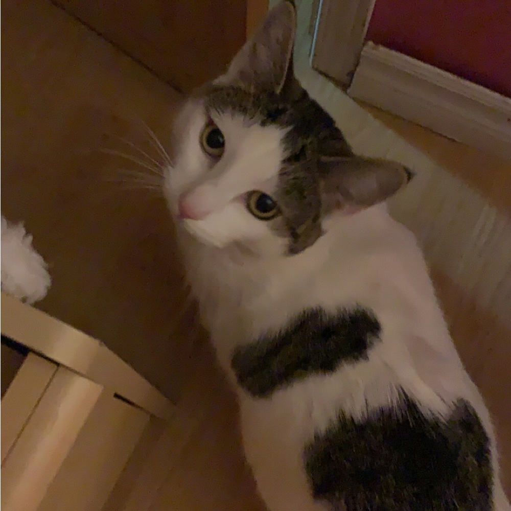 Meet your Posher, Cassie